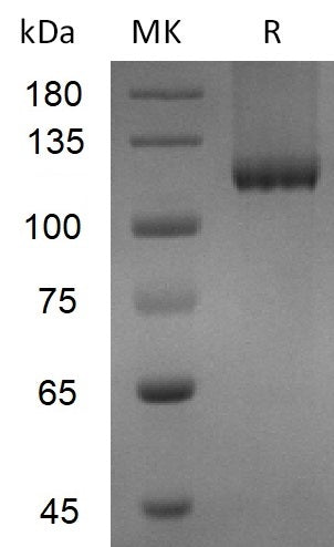 Recombinant Mouse TGFBR3 (C-6His)