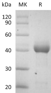 Recombinant Human ALK-2 (C-Fc)