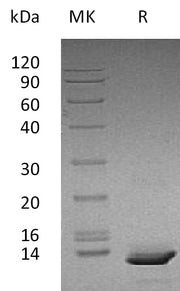 Recombinant Human CXCL10