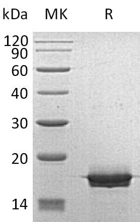 Recombinant Human MOG (C-6His)