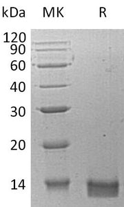 Recombinant Human CXCL14