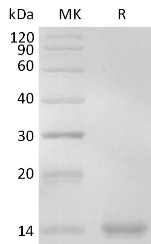Recombinant Human Ig kappa (C-6His)