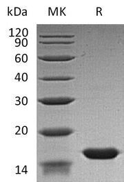 Recombinant Human FABP3 (N-6His)