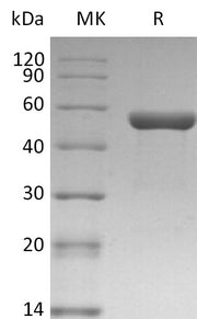 Recombinant Human IL-1a (C-Fc)