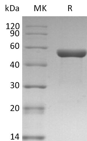 Recombinant Human IL-1a (C-Fc)