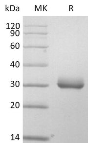 Recombinant Mouse BTNL6 (C-6His)