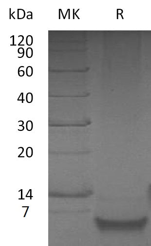 Recombinant Human DEFB1