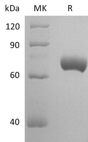 Recombinant Mouse Nectin-2 (C-Fc)