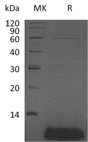 Recombinant Human DEFB4A