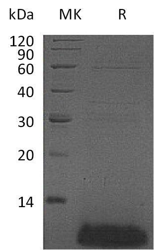 Recombinant Human DEFB4A