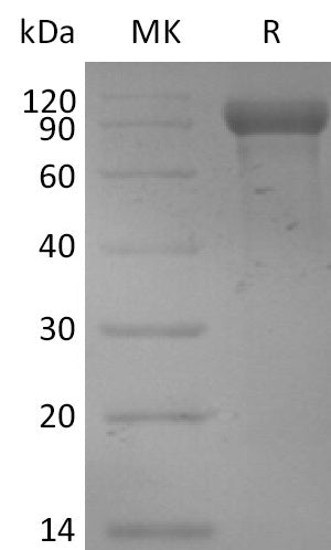 Recombinant Mouse HER3 (C-6His)