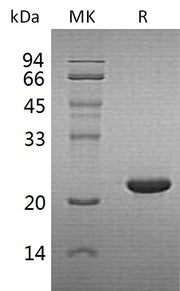 Recombinant Human CYGB (C-6His)