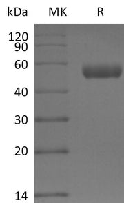 Recombinant Mouse PVRIG (C-Fc)