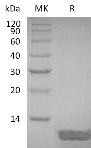 Recombinant Human DEFB4