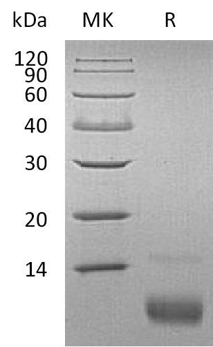 Recombinant Human CXCL12 (72AA)