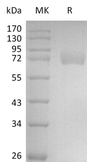 Recombinant Human Siglec-6 (C-Fc)