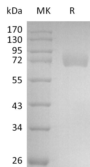 Recombinant Human Siglec-6 (C-Fc)