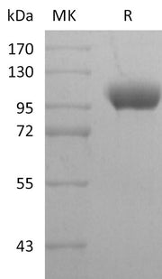 Recombinant Human LILRB1 (C-Fc)