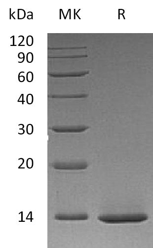 Recombinant Human Beta-NGF