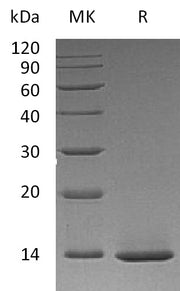 Recombinant Human Beta-NGF