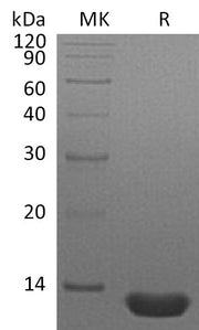 Recombinant Human CCL3