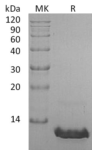 Recombinant Human CCL8
