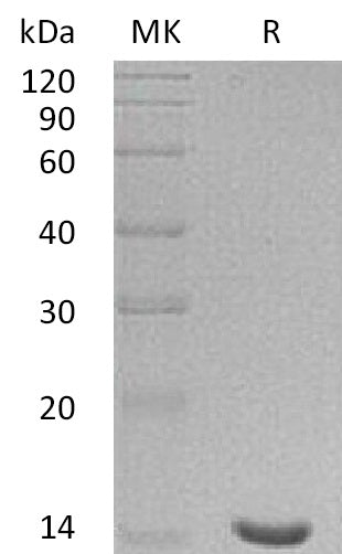 Recombinant Human LGALS7