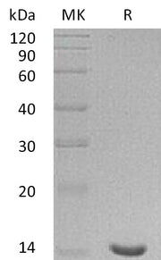 Recombinant Human LGALS7
