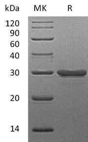 Recombinant Human LGALS3