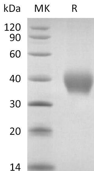 Recombinant Rhesus Macaque TNF RII (C-6His)