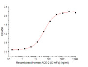 Recombinant Human ACE-2 (C-mFc)