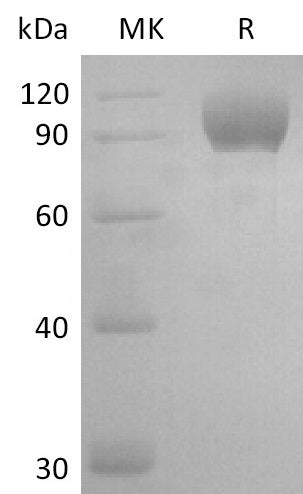 Recombinant Mouse AXL (C-Fc)
