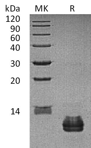 Recombinant Human CCL27