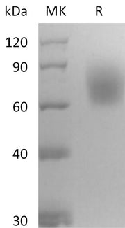 Recombinant Mouse TrkB (C-6His)