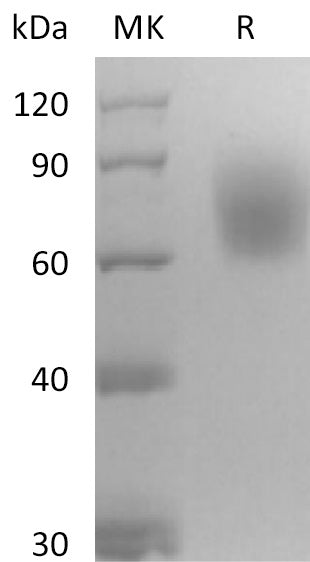 Recombinant Mouse TrkB (C-6His)