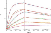 Recombinant Mouse BAFF (N-mFc)