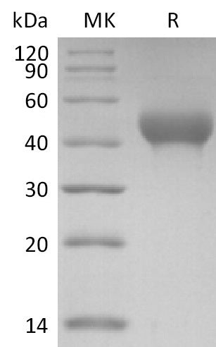 Recombinant Mouse GPVI (C-6His)