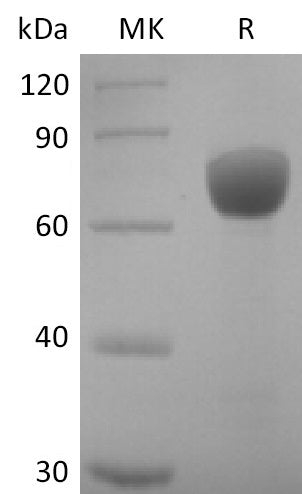Recombinant Human SLAMF7 (C-mFc)