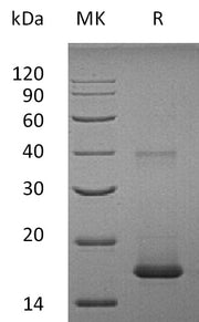 Recombinant Human IL-1F10