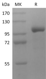 Recombinant Human LRRC32 (C-Fc)