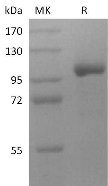 Recombinant Human LRRC32 (C-Fc)