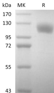 Recombinant Human P-selectin (C-6His)