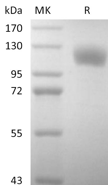 Recombinant Human P-selectin (C-6His)
