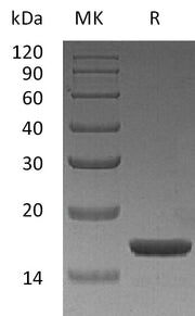 Recombinant Human IL-1a