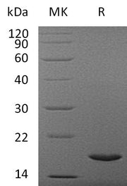 Recombinant Human IL-37