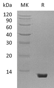 Recombinant Mouse C5a