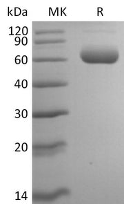 Recombinant Mouse Siglec-F (C-6His)