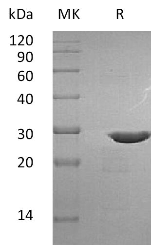 Recombinant Human pro-BDNF
