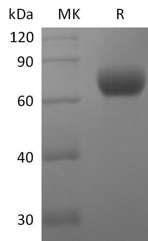 Recombinant Human CD244 (C-Fc)