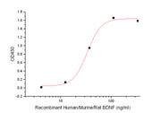 Recombinant Human/Murine/Rat BDNF